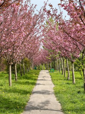 Badem ağaçlarıyla kaplı bir park yeri. Baharda güzel pembe çiçekler..