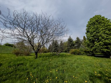 Baharın başında yapraklardan yoksun bir ağaçta yeşil ökseotu.