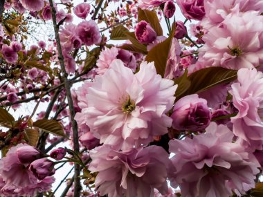 Parkta yetişen badem ağaçlarında güzel pembe çiçekler. Parkta ilkbahar.