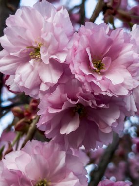 Parkta yetişen badem ağaçlarında güzel pembe çiçekler. Parkta ilkbahar.