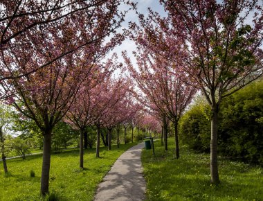 Badem ağaçlarıyla kaplı bir park yeri. Baharda güzel pembe çiçekler..