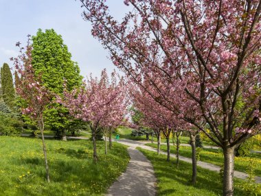 Badem ağaçlarıyla kaplı bir park yeri. Baharda güzel pembe çiçekler..