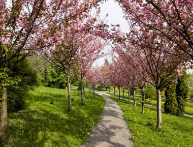 Badem ağaçlarıyla kaplı bir park yeri. Baharda güzel pembe çiçekler..