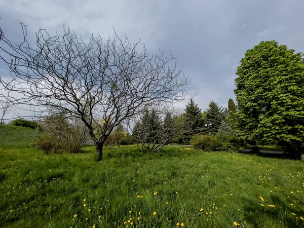 Baharın başında yapraklardan yoksun bir ağaçta yeşil ökseotu.