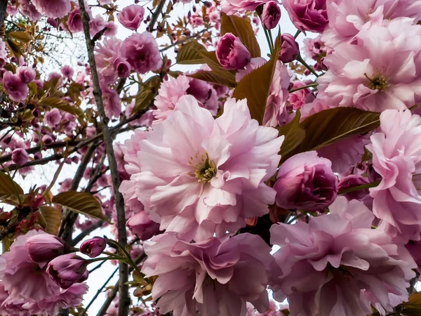 Parkta yetişen badem ağaçlarında güzel pembe çiçekler. Parkta ilkbahar.