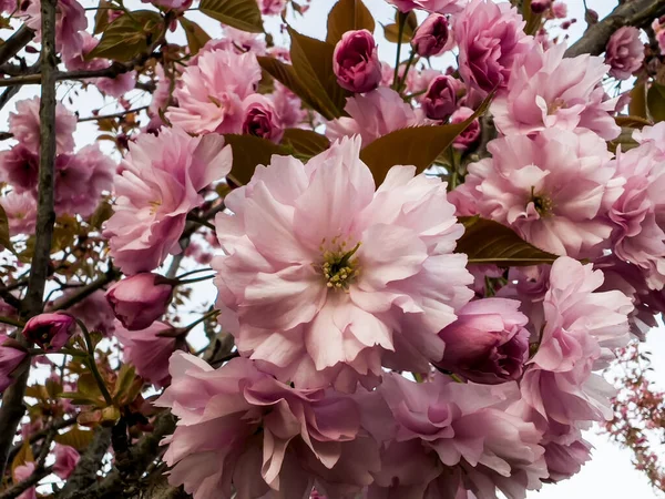 Parkta yetişen badem ağaçlarında güzel pembe çiçekler. Parkta ilkbahar.