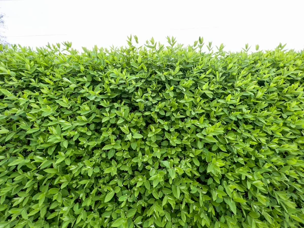 Grüner Natürlicher Hintergrund Hecke Einer Schlingpflanze Frühling Mit Jungen Frischen — Stockfoto