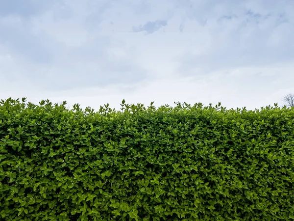 Green Natural Background Hedge Creeper Spring Young Fresh Green Leaves — Stock Photo, Image