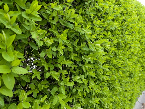 Зелений Природний Фон Живопліт Навесні Молодим Свіжим Зеленим Листям — стокове фото