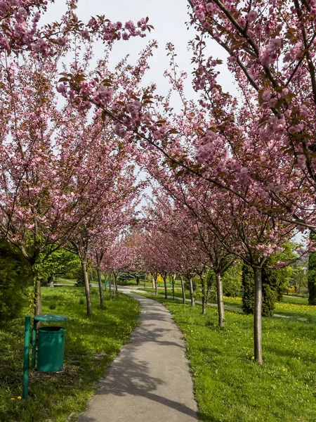 Park Alley Almond Trees Both Sides Lovely Pink Flowers Spring — Stock Photo, Image