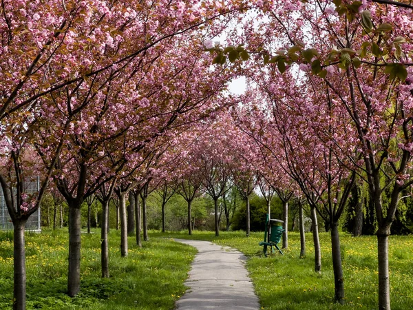 Badem ağaçlarıyla kaplı bir park yeri. Baharda güzel pembe çiçekler..