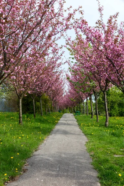 Badem ağaçlarıyla kaplı bir park yeri. Baharda güzel pembe çiçekler..