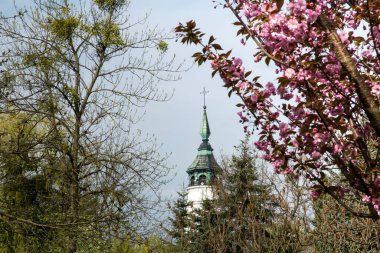 Polonya 'nın Chelm şehrinde, Kutsal Bakire Meryem' in doğumu mabedinin etrafında pembe çiçekli badem ağaçları. Çiçekli dalların yakınlaşması.