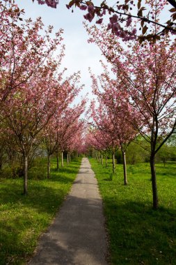 Badem ağaçlarıyla kaplı bir park yeri. Baharda güzel pembe çiçekler..