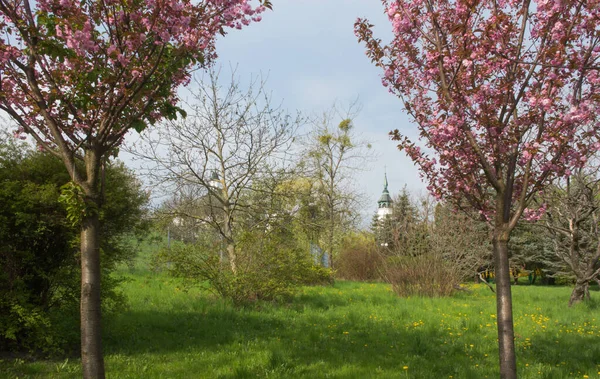 Almond Trees Pink Flowers Sanctuary Nativity Blessed Virgin Mary Chelm — Stock Photo, Image