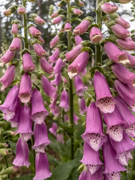 Wild Foxglove Flowers Edge Forest Creating Colorful Corner — Stockfoto