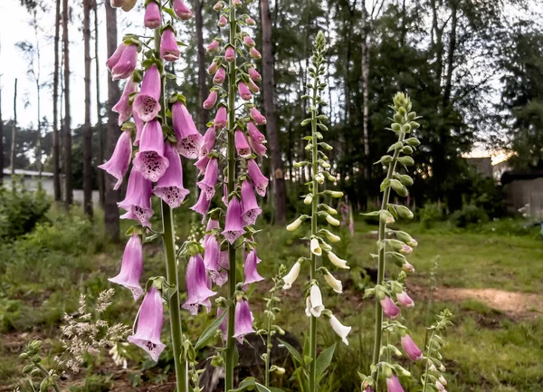 Wild Foxglove Flowers Edge Forest Creating Colorful Corner — Stockfoto