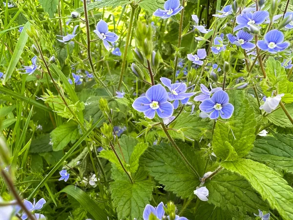 Kleine Blauwe Bloemen Groeien Het Bos Met Vier Vijf Bloemblaadjes — Stockfoto