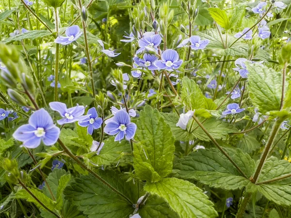 Small Blue Flowers Growing Forest Four Five Petals Delicate Stem — Stockfoto