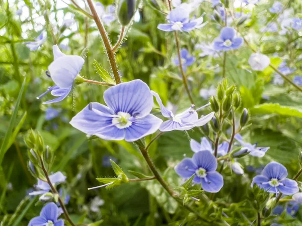 Small Blue Flowers Growing Forest Four Five Petals Delicate Stem — Stock Photo, Image