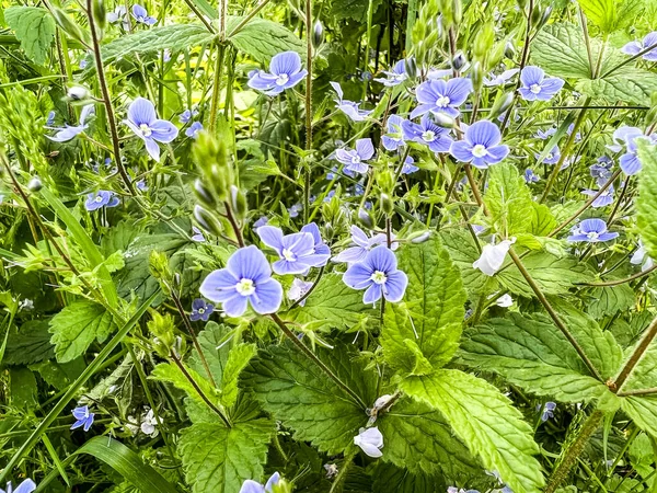Small Blue Flowers Growing Forest Four Five Petals Delicate Stem — Stockfoto