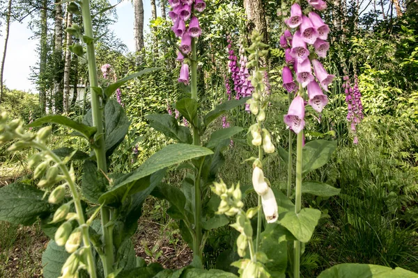 Wilde Voshandschoen Bloemen Aan Rand Van Het Bos Het Creëren — Stockfoto