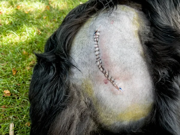 Border collie with stitches after hip surgery due to a car hitting the hip and dislodging the joint.