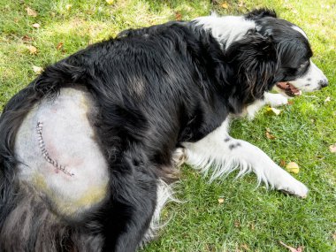 Kalça ameliyatından sonra kalçaya çarpan ve eklem yerinden çıkan bir araba yüzünden dikişli Border collie..