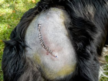 Kalça ameliyatından sonra kalçaya çarpan ve eklem yerinden çıkan bir araba yüzünden dikişli Border collie..