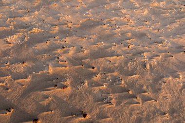 Öğleden sonra küçük deniz kabukları olan kumsal, arka planda gün batımına karşı.