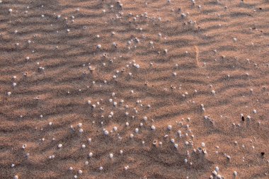 Öğleden sonra küçük deniz kabukları olan kumsal, arka planda gün batımına karşı.