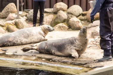 Polonya 'nın Hel kentindeki fok merkezindeki fokların etkinliğinin gösterimi ve beslenmesi..