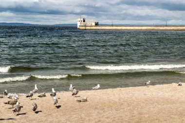 Martılar ve diğer kuşlar Hel sahilinde, arka planda Puck Körfezi ve kıyı altyapısı.
