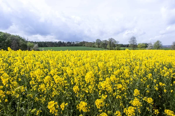 Rapsfrö Fält Gula Blommor Och Blå Himmel Färger Den Ukrainska — Stockfoto