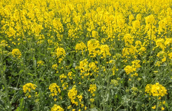 Rapsfrö Fält Gula Blommor Och Blå Himmel Färger Den Ukrainska — Stockfoto