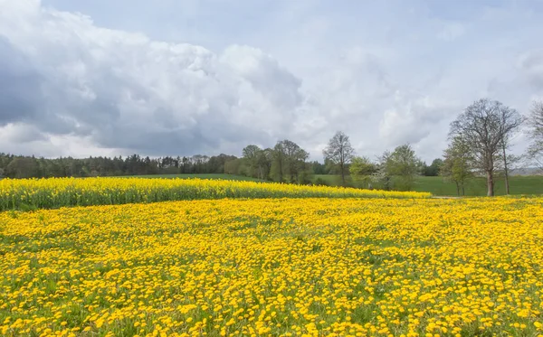 Rapsfrö Fält Gula Blommor Och Blå Himmel Färger Den Ukrainska — Stockfoto