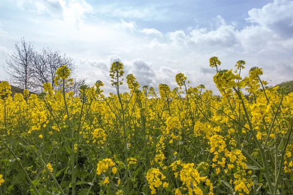 Rapsfrö Fält Gula Blommor Och Blå Himmel Färger Den Ukrainska — Stockfoto