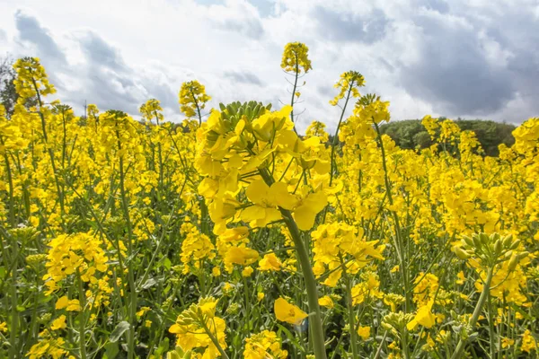 Rapsfrö Fält Gula Blommor Och Blå Himmel Färger Den Ukrainska — Stockfoto