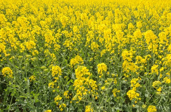 Campo Colza Fiori Gialli Cielo Blu Colori Della Bandiera Ucraina — Foto Stock