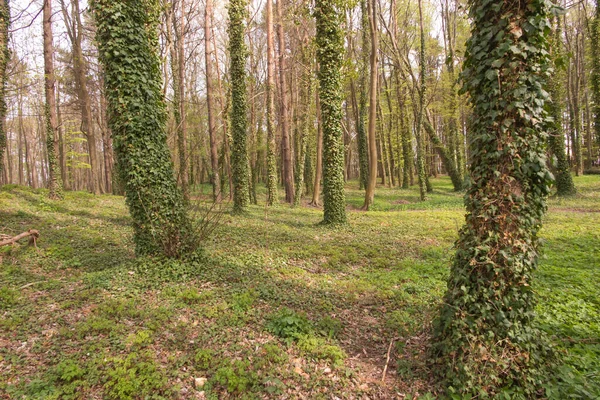 Törzsek Borostyánnal Borított Erdőben Hozzon Létre Egy Eredeti Zöld Háttér — Stock Fotó