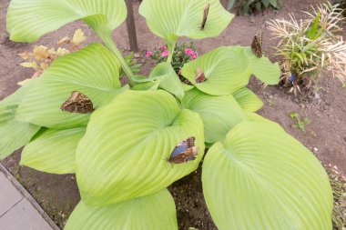 Polonya 'da Jastrzebia Gora - Rozewie' nin kelebek evinde elinde kırmızı bir çiçekle oturan egzotik kelebek.