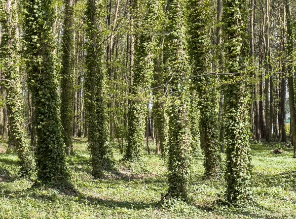 Baumstämme Mit Efeu Bewachsenen Wald Schaffen Ein Originelles Grünes Hintergrundbild — Stockfoto