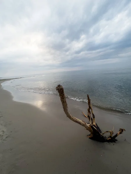 Large Number Insects Piece Wood Protruding Baltic Sea Beach — 图库照片