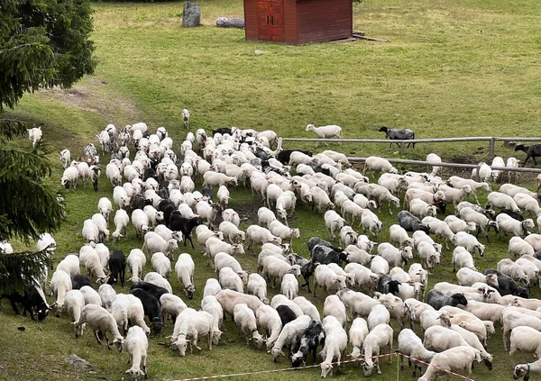 Herd Sheep Found Hiking Trail Beskid Zywiecki Mountains Poland — 图库照片