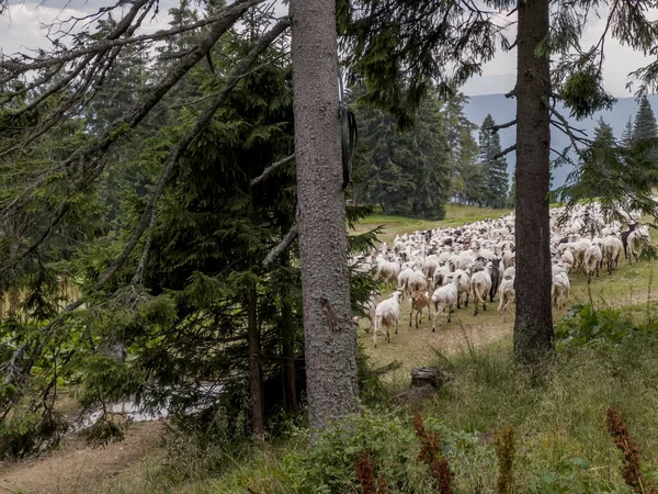 A herd of sheep found on a hiking trail in the Beskid Zywiecki mountains in Poland.
