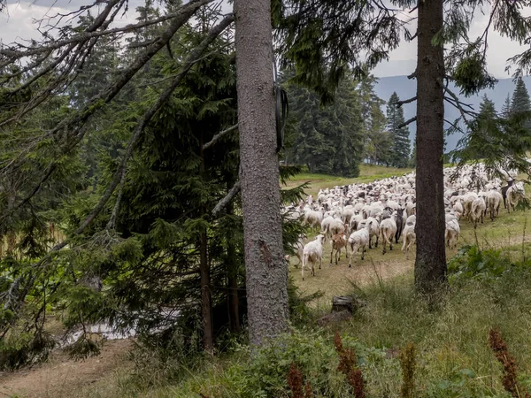 Herd Sheep Found Hiking Trail Beskid Zywiecki Mountains Poland — Fotografia de Stock