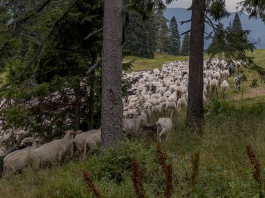 A herd of sheep found on a hiking trail in the Beskid Zywiecki mountains in Poland.