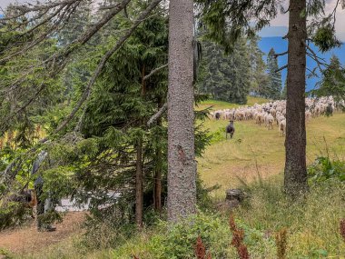 A herd of sheep found on a hiking trail in the Beskid Zywiecki mountains in Poland.