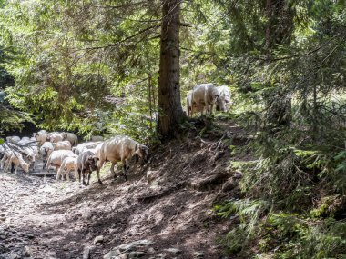 A herd of sheep found on a hiking trail in the Beskid Zywiecki mountains in Poland.