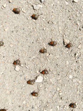 Colorado potato beetle walking along a dirt road near potato crops.